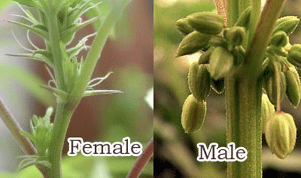 Male or female plants