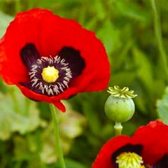 Opium poppy