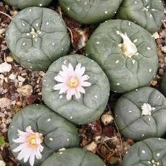 Peyote