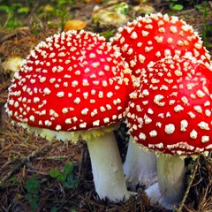 Amanita muscaria 