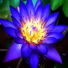 Blue Lotus