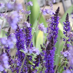 Catmint