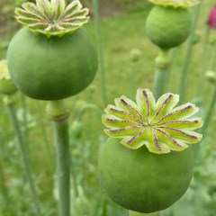 Opium poppy