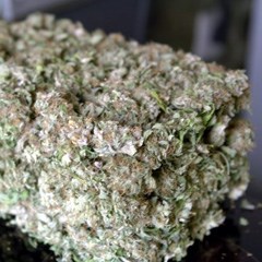 THC/Cannabis/Hashish