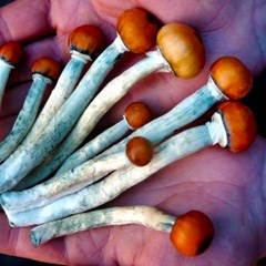 Psilocybine/Magic Mushrooms